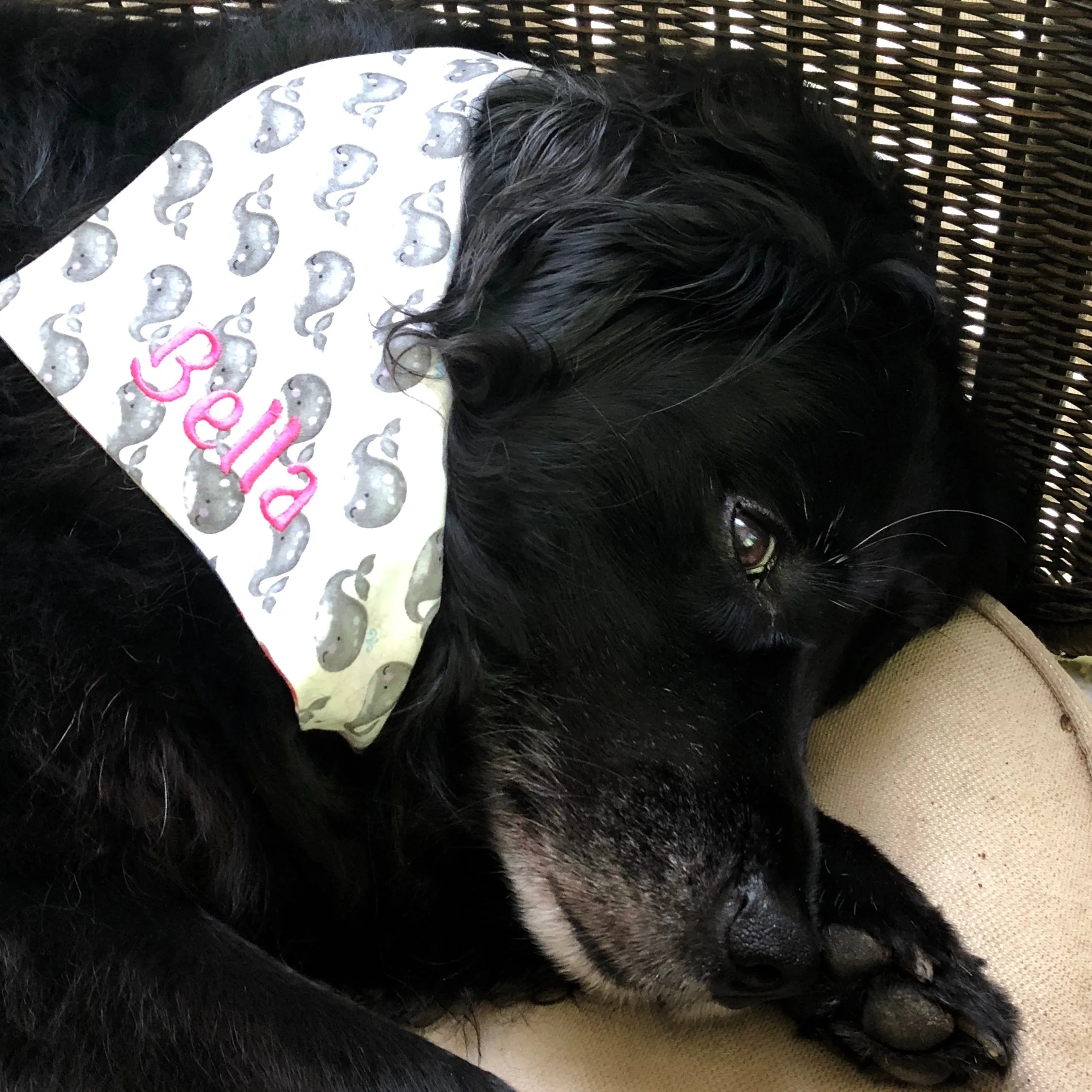 Dolphins and Whales oh My Summer Dog Bandanas Personalized with Name