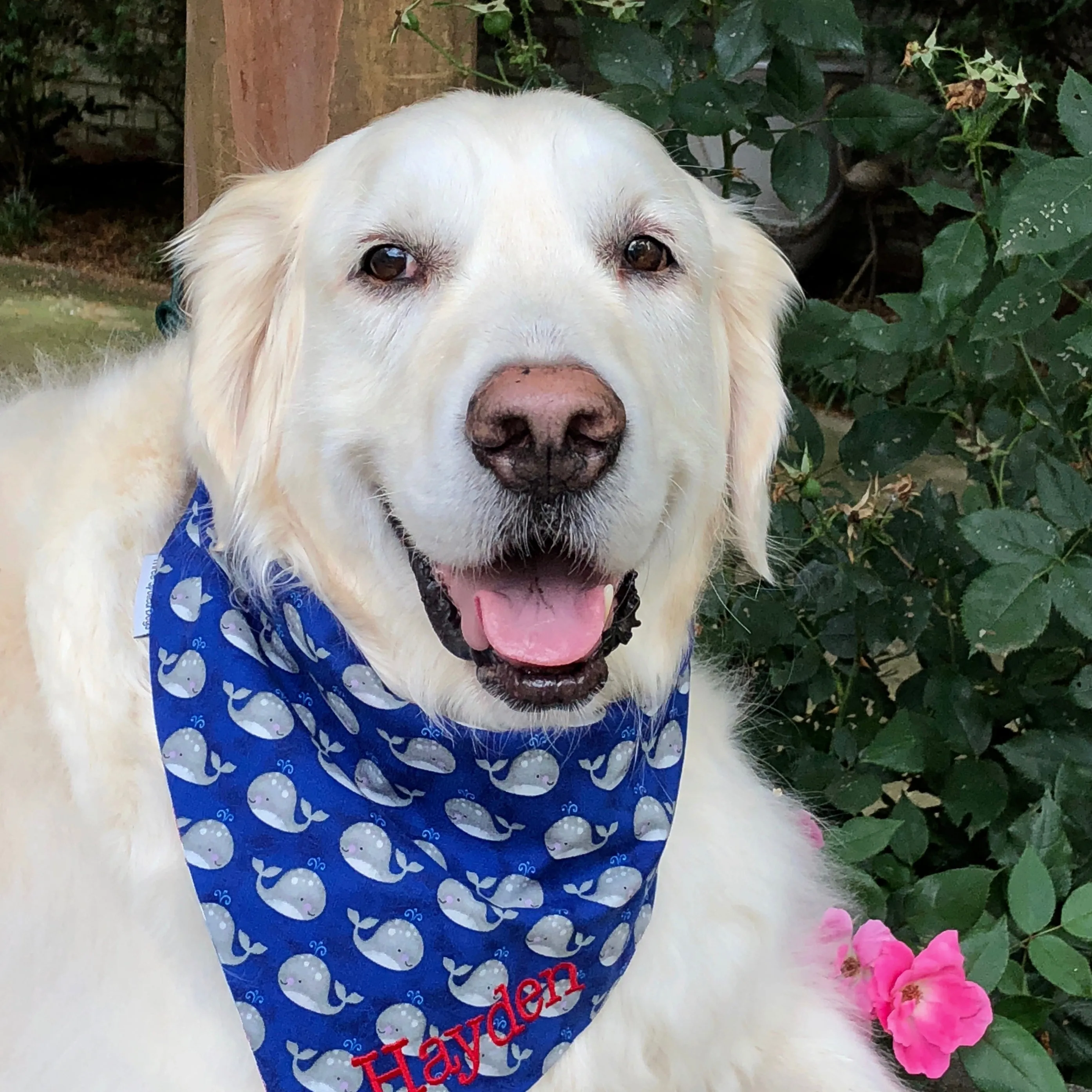 Dolphins and Whales oh My Summer Dog Bandanas Personalized with Name