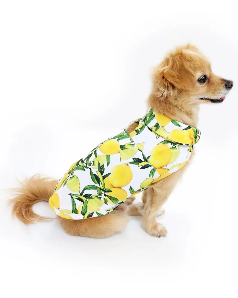 Lemon Dog Cooling Jacket (FINAL SALE)