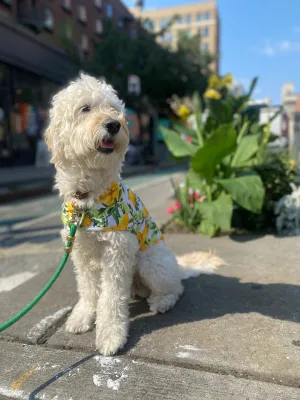 Lemon Dog Cooling Jacket (FINAL SALE)