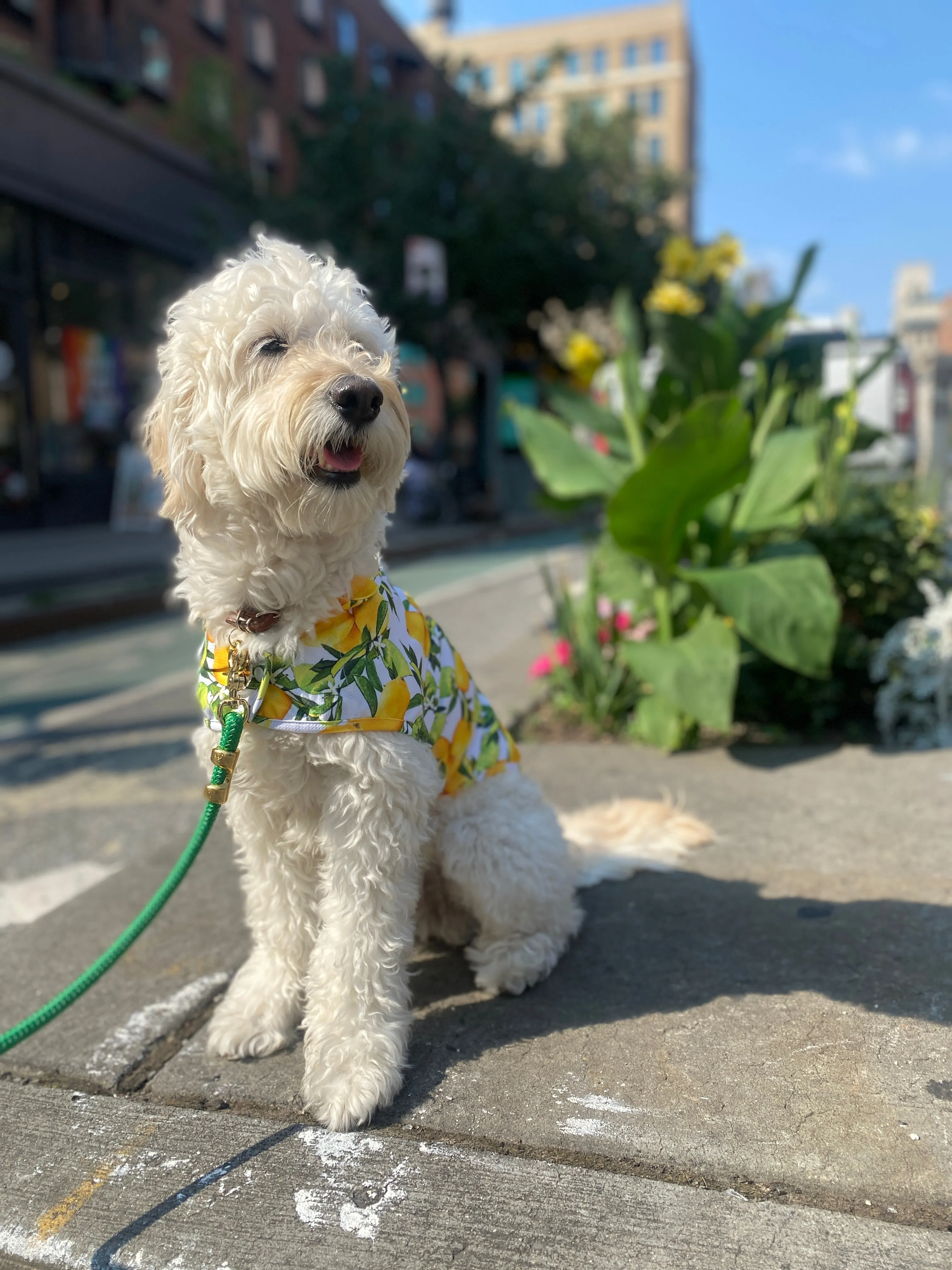 Lemon Dog Cooling Jacket (FINAL SALE)