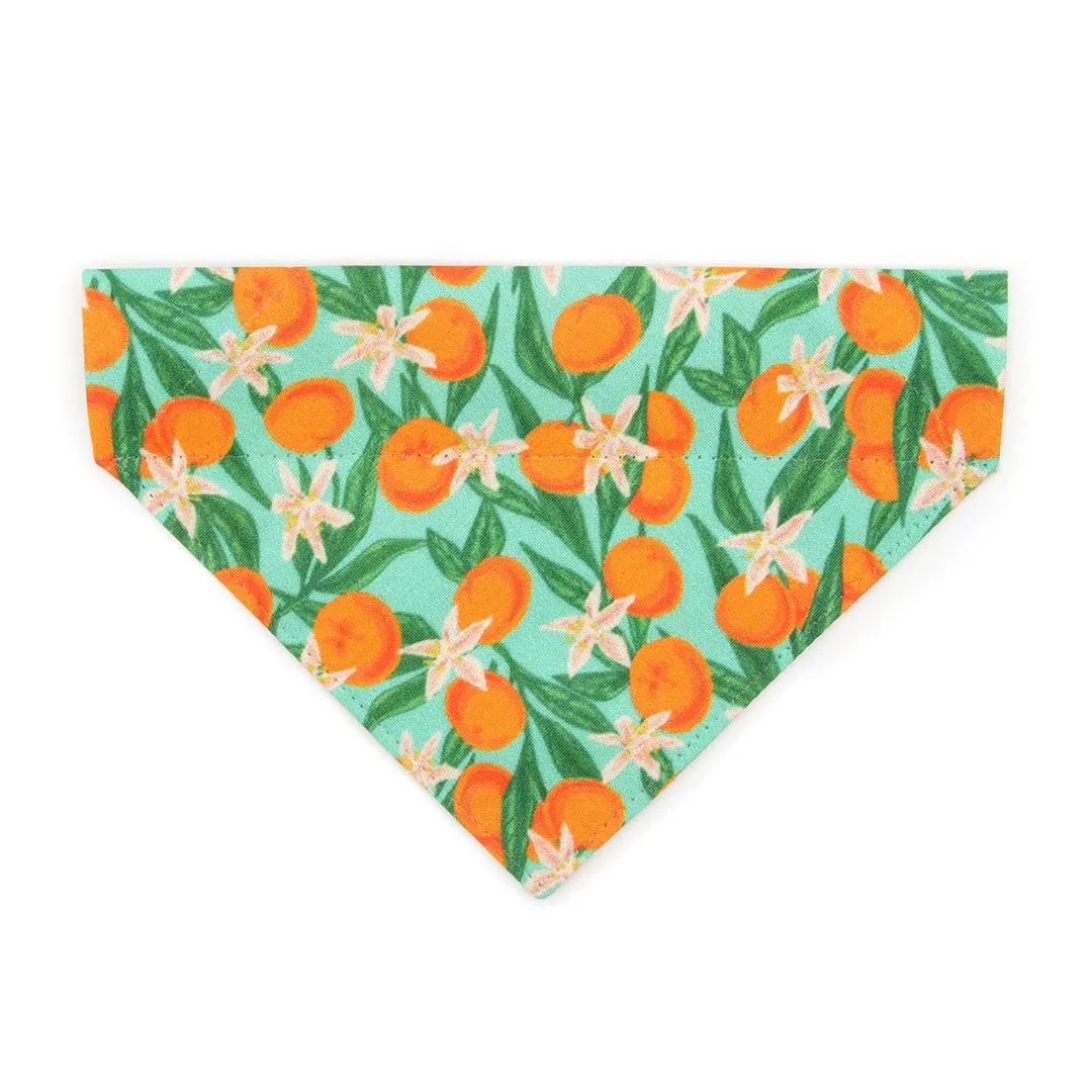 Pet Bandana - "Clementine Blossom" - Mint Green & Orange Citrus Bandana for Cat   Small Dog / Spring. Summer, Tangerine, Tropical / Slide-on Bandana / Over-the-Collar (One Size)
