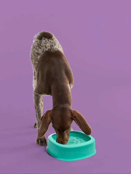 Yomp Dog BetterBowl